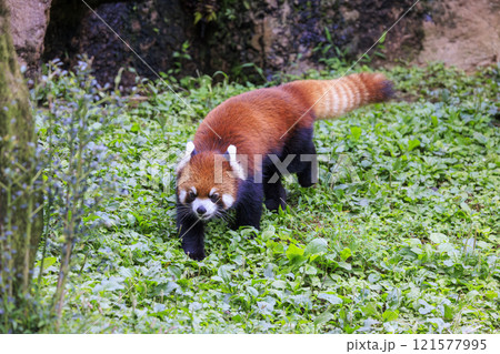 レッサーパンダ 多摩動物公園 121577995