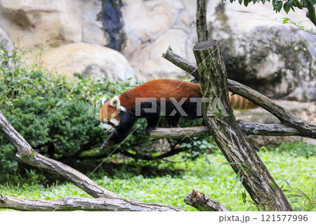 レッサーパンダ 多摩動物公園 レッサーパンダ 多摩動物公園 121577996