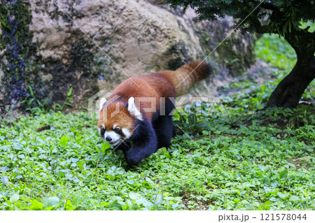 レッサーパンダ 多摩動物公園 121578044