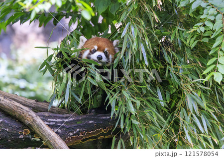 レッサーパンダ 多摩動物公園 121578054