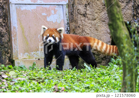 レッサーパンダ 多摩動物公園 レッサーパンダ 多摩動物公園 121578060