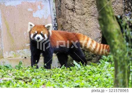 レッサーパンダ 多摩動物公園 レッサーパンダ 多摩動物公園 121578065