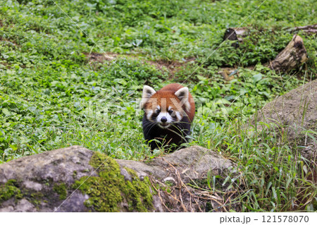 レッサーパンダ 多摩動物公園 レッサーパンダ 多摩動物公園 121578070