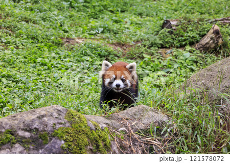 レッサーパンダ 多摩動物公園 レッサーパンダ 多摩動物公園 121578072
