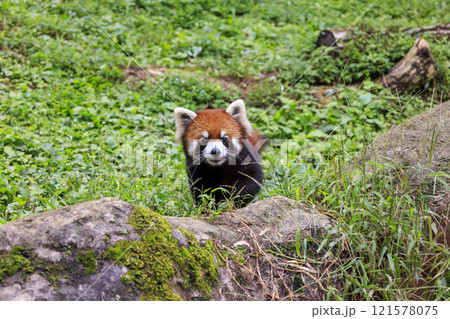 レッサーパンダ 多摩動物公園 レッサーパンダ 多摩動物公園 121578075
