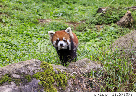 レッサーパンダ 多摩動物公園 121578078