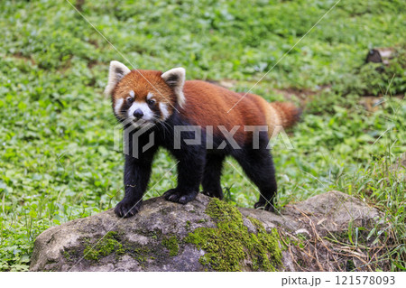 レッサーパンダ 多摩動物公園 レッサーパンダ 多摩動物公園 121578093