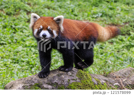 レッサーパンダ 多摩動物公園 121578099