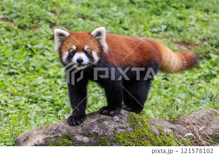 レッサーパンダ 多摩動物公園 レッサーパンダ 多摩動物公園 121578102