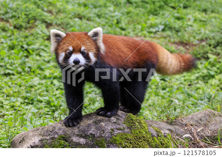 レッサーパンダ 多摩動物公園 121578105