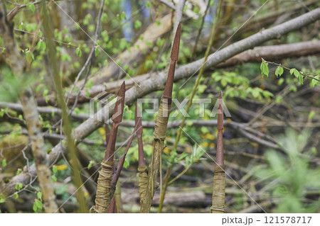 Ancient rusty spears in the forest. Close-up Ancient rusty spears in the forest. Close-up 121578717