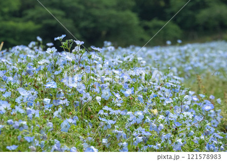 ネモフィラの花畑 ネモフィラの花畑 121578983