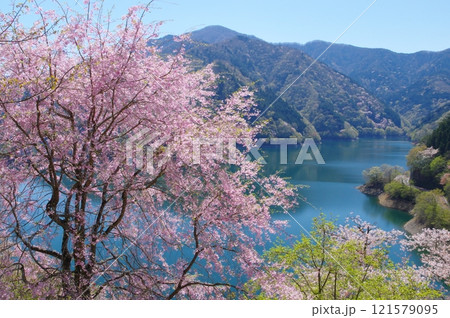 春の奥多摩湖と桜 121579095
