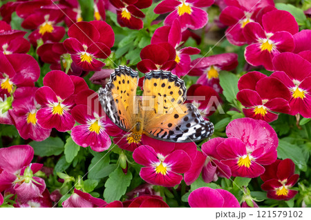 ビオラの花の上に舞うツマグロヒョウモン蝶 121579102