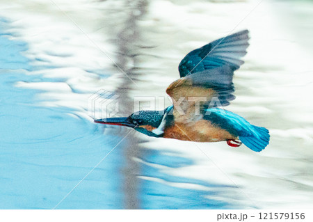 川面を翔ぶカワセミ 川面を翔ぶカワセミ 121579156