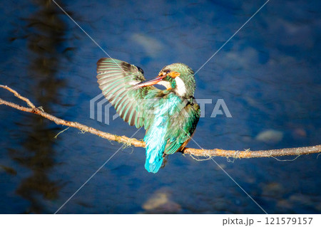 羽繕いするカワセミ 121579157