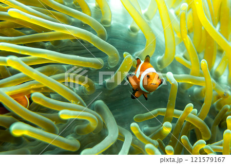 カクレクマノミ 121579167