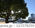 光芒の差し込む都会の樹木 121579250