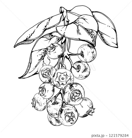 Blueberry blackberry with plant leaves on branch, hand drawn in ink vector, ripe forest berry cluster group. Isolated botanical illustration, for restaurant, dessert cafe menu, wedding, farmers market Blueberry blackberry with plant leaves on branch, hand drawn in ink vector, ripe forest berry cluster group. Isolated botanical illustration, for restaurant, dessert cafe menu, wedding, farmers market 121579284