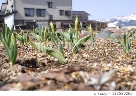 雪溶けとスイセンの蕾02 雪溶けとスイセンの蕾02 121580260