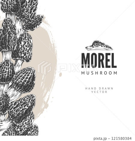 Morel mushrooms engraved hand drawn vector border design, forest fungus with spongy cap, natural vegan food Morchella 121580384