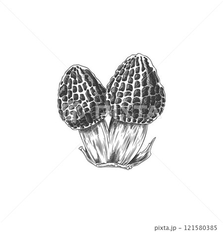 Hand drawn black and white illustration of a morel mushroom outline sketch. 121580385
