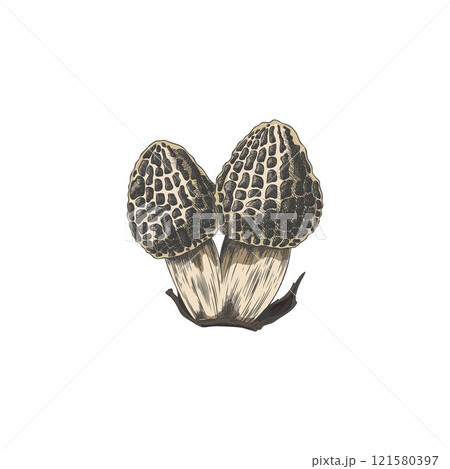 Morel mushrooms bunch color hand drawn vector sketch, raw forest fungus with spongy cap, natural food, Morchella fungi Morel mushrooms bunch color hand drawn vector sketch, raw forest fungus with spongy cap, natural food, Morchella fungi 121580397