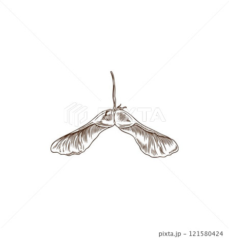 Vector illustration of maple seed sketch in black and white grunge style. Vector illustration of maple seed sketch in black and white grunge style. 121580424