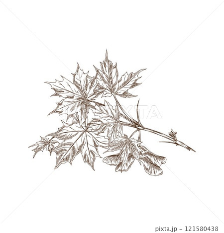 Vector illustration of a maple branch outline sketch with leaves and seeds. 121580438