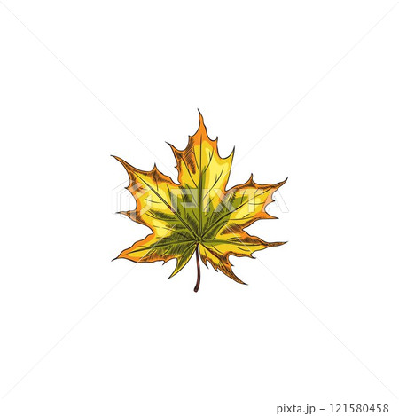 Vector illustration of hand drawn autumn maple leaf in color. 121580458