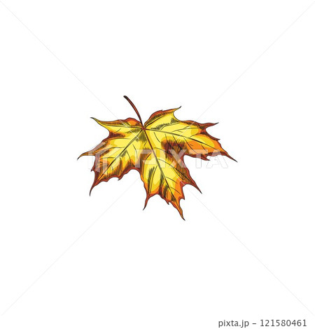 Hand drawn watercolor illustration of autumn maple leaf in graphic style. 121580461
