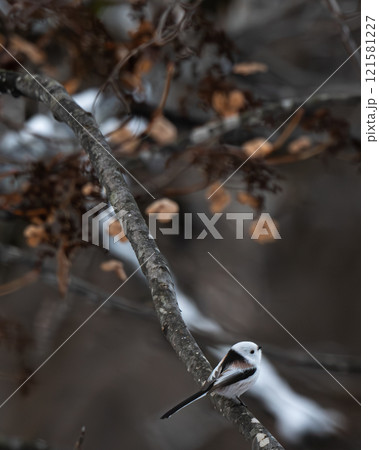 枝にとまるシマエナガ 121581227