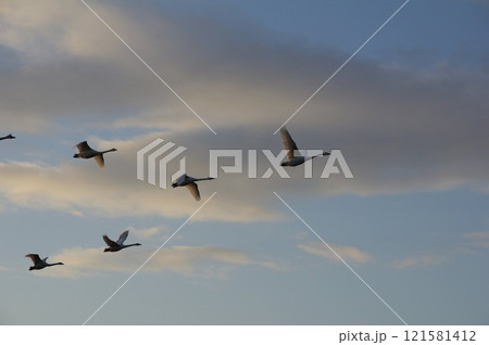 夕焼け空を飛ぶ白鳥の群れ 121581412