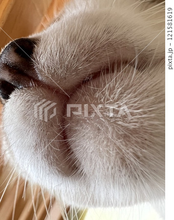 白い飼い猫の鼻と口のアップ 121581619