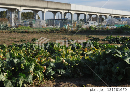 冬の野菜畑 冬の野菜畑 121581670