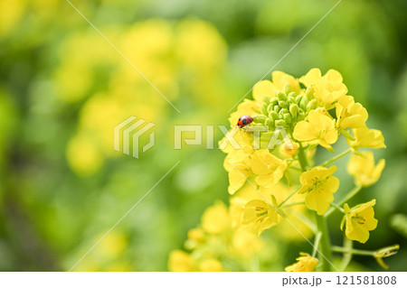 菜の花とてんとう虫 121581808