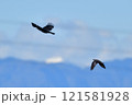 カラス　飛翔 121581928