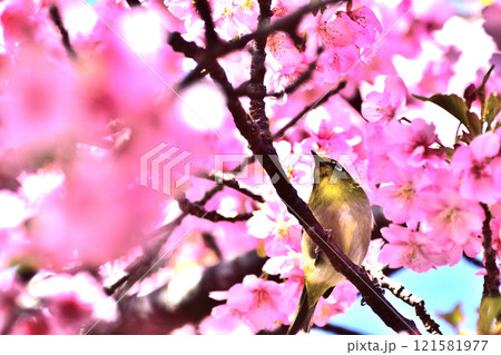 春を感じる河津桜の花弁たちに包まれたメジロ 春を感じる河津桜の花弁たちに包まれたメジロ 121581977