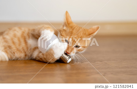 Domestic ginger cute kitten plays with lamp. Home comfort, electricity. Education concept. Scientist cat 121582041