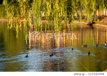 Mallard or wild ducks Anas platyrhynchos female in a local lake. Beautiful waterfowl. Summer sunset 121582046