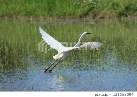 飛び立つしらさぎ 121582094