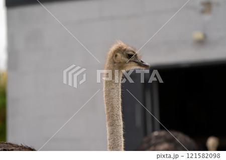 Funny ostrich in the zoo, close-up portrait. Nature and animals. selective focus 121582098
