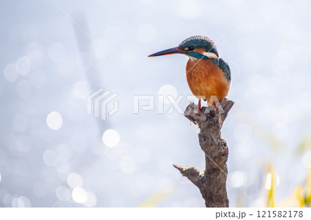 水面の煌きと逆光のカワセミ 水面の煌きと逆光のカワセミ 121582178