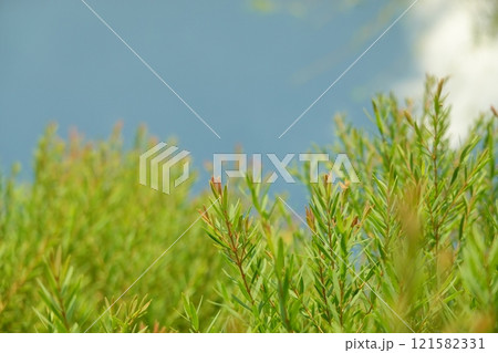Melaleuca bracteata macro leaves small world Melaleuca bracteata macro leaves small world 121582331