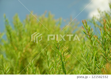 Melaleuca bracteata macro leaves small world Melaleuca bracteata macro leaves small world 121582332