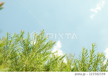 Melaleuca bracteata macro leaves small world Melaleuca bracteata macro leaves small world 121582339