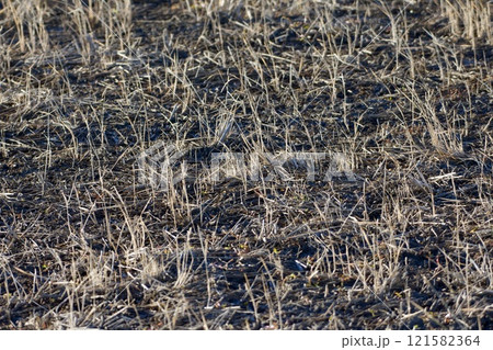 冬の田んぼ 表面 冬の田んぼ 表面 121582364