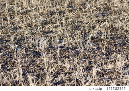冬の田んぼ 表面 121582365