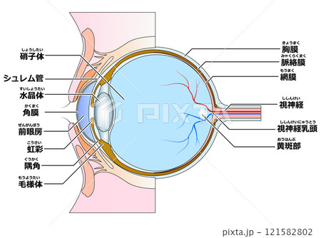 目の構造 目の構造 121582802