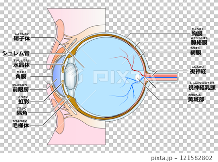 目の構造 目の構造 121582802